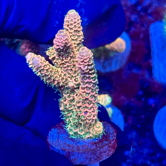 X3-A03-M10 || KFC Solomon Island Millepora SPS Frag WYSIWYG