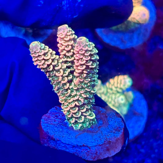 X3-A04-M10 || KFC Solomon Island Millepora SPS Frag WYSIWYG