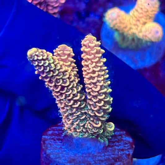 X3-A05-M10 || KFC Solomon Island Millepora SPS Frag WYSIWYG