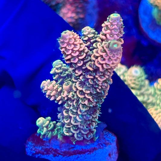 X3-A06-M10 || KFC Solomon Island Millepora SPS Frag WYSIWYG