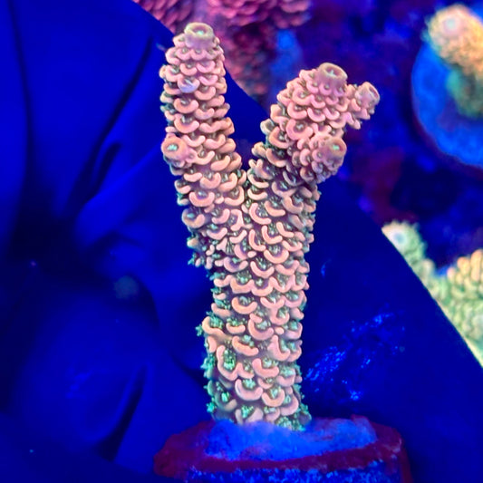 X3-A07-M10 || KFC Solomon Island Millepora SPS Frag WYSIWYG