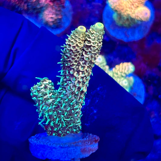 X3-B01-M10 || KFC Solomon Island Millepora SPS Frag WYSIWYG