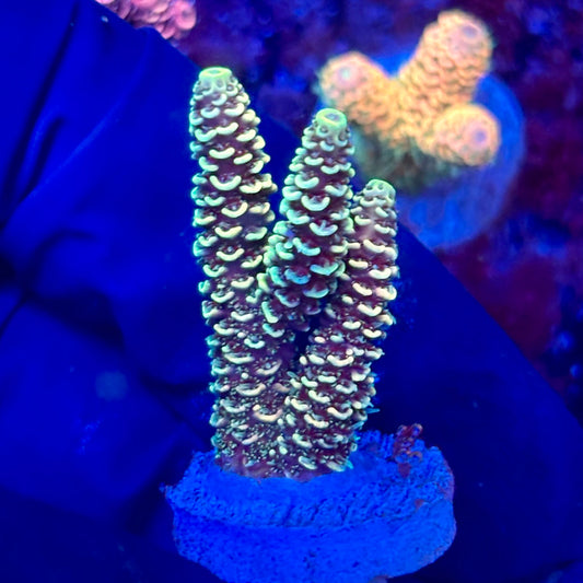 X3-B02-M10 || KFC Solomon Island Millepora SPS Frag WYSIWYG