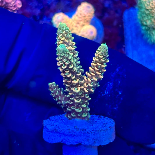 X3-B03-M10 || KFC Solomon Island Millepora SPS Frag WYSIWYG