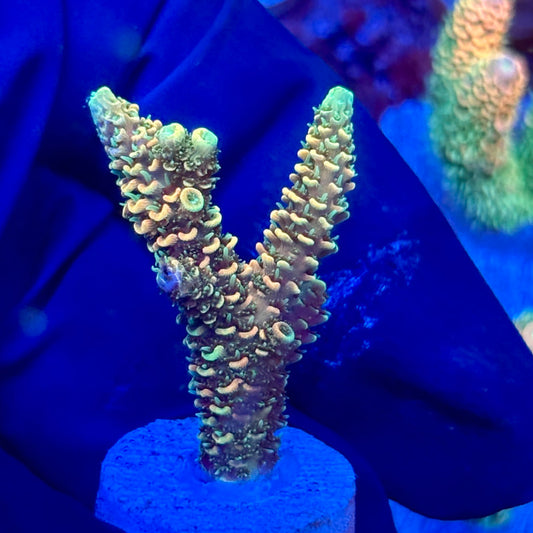 X3-B04-M10 || KFC Solomon Island Millepora SPS Frag WYSIWYG
