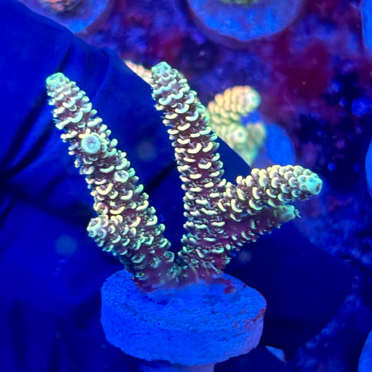 X3-B06-M10 || KFC Solomon Island Millepora SPS Frag WYSIWYG