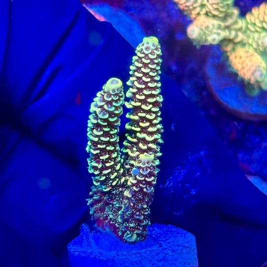 X3-B07-M10 || KFC Solomon Island Millepora SPS Frag WYSIWYG