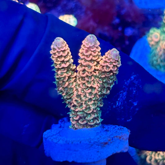 X3-C01-M10 || KFC Solomon Island Millepora SPS Frag WYSIWYG