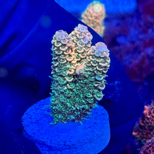 X3-C02-M10 || KFC Solomon Island Millepora SPS Frag WYSIWYG