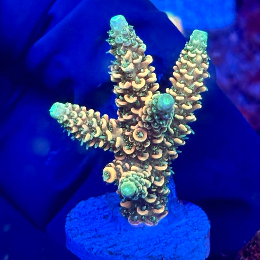 X3-C03-M10 || KFC Solomon Island Millepora SPS Frag WYSIWYG