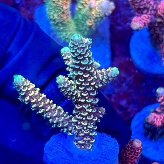 X3-C04-M10 || KFC Solomon Island Millepora SPS Frag WYSIWYG
