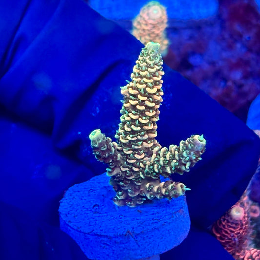 X3-C05-M10 || KFC Solomon Island Millepora SPS Frag WYSIWYG