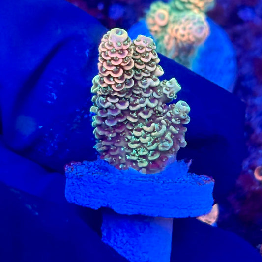 X3-C06-M10 || KFC Solomon Island Millepora SPS Frag WYSIWYG