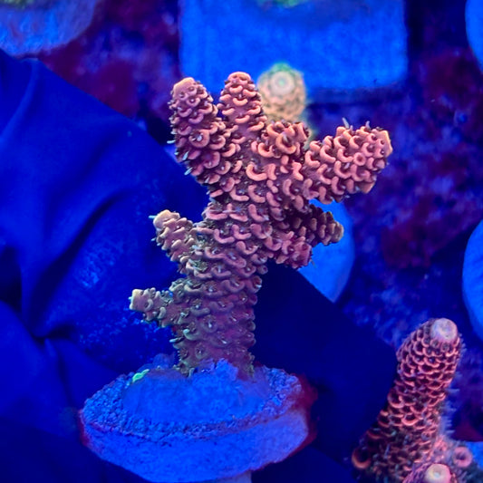 X3-D01-M10 || KFC Solomon Island Millepora SPS Frag WYSIWYG