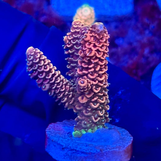 X3-D02-M10 || KFC Solomon Island Millepora SPS Frag WYSIWYG