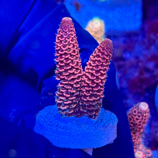 X3-D03-M10 || KFC Solomon Island Millepora SPS Frag WYSIWYG