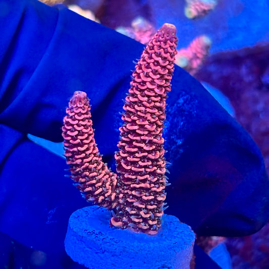 X3-D04-M10 || KFC Solomon Island Millepora SPS Frag WYSIWYG