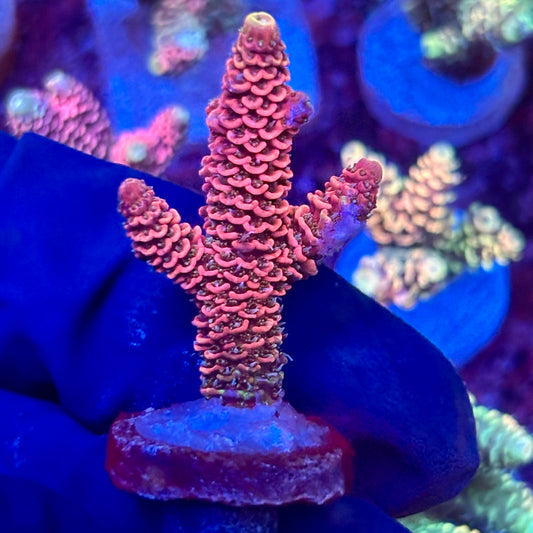 X3-D05-M10 || KFC Solomon Island Millepora SPS Frag WYSIWYG