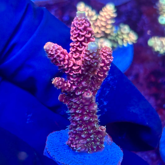 X3-D06-M10 || KFC Solomon Island Millepora SPS Frag WYSIWYG