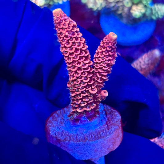 X3-D07-M10 || KFC Solomon Island Millepora SPS Frag WYSIWYG