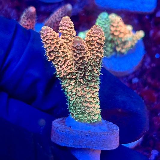 X3-E01-M10 || KFC Solomon Island Millepora SPS Frag WYSIWYG