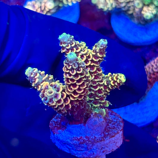 X3-E02-M10 || KFC Solomon Island Millepora SPS Frag WYSIWYG