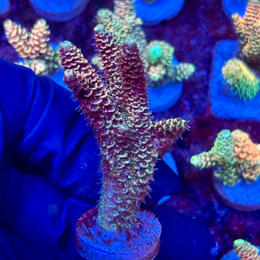 X3-E03-M10 || KFC Solomon Island Millepora SPS Frag WYSIWYG