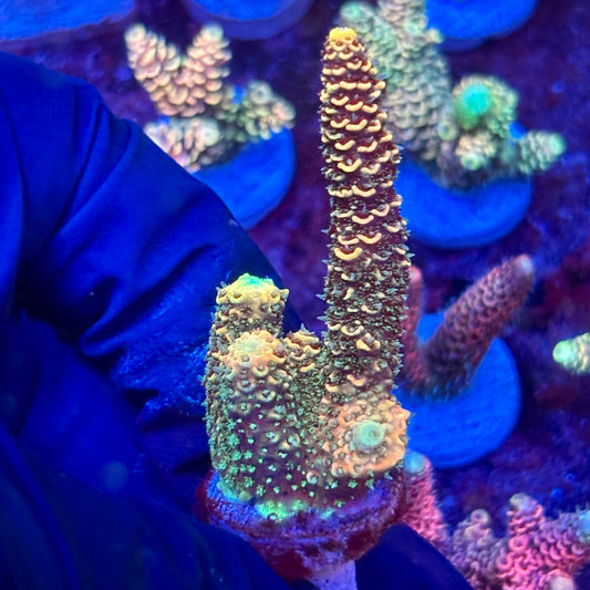 X3-E04-M10 || KFC Solomon Island Millepora SPS Frag WYSIWYG