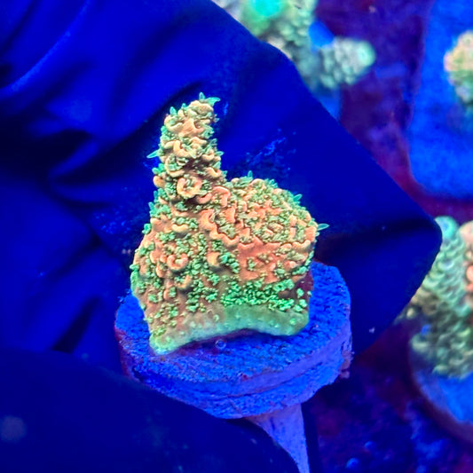 X3-E05-M10 || KFC Solomon Island Millepora SPS Frag WYSIWYG