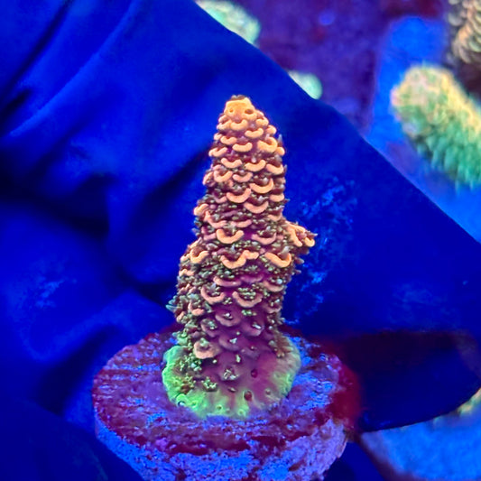 X3-E06-M10 || KFC Solomon Island Millepora SPS Frag WYSIWYG