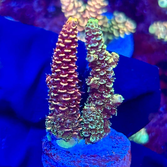 X3-E07-M10 || KFC Solomon Island Millepora SPS Frag WYSIWYG