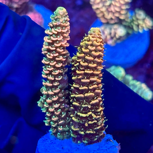 X3-F01-M10 || KFC Solomon Island Millepora SPS Frag WYSIWYG