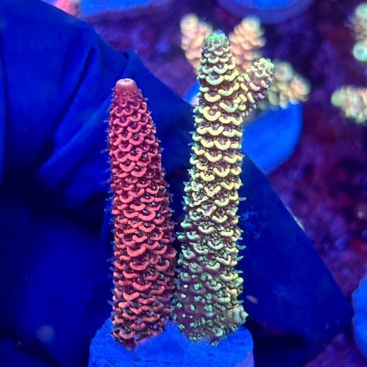 X3-F02-M10 || KFC Solomon Island Millepora SPS Frag WYSIWYG