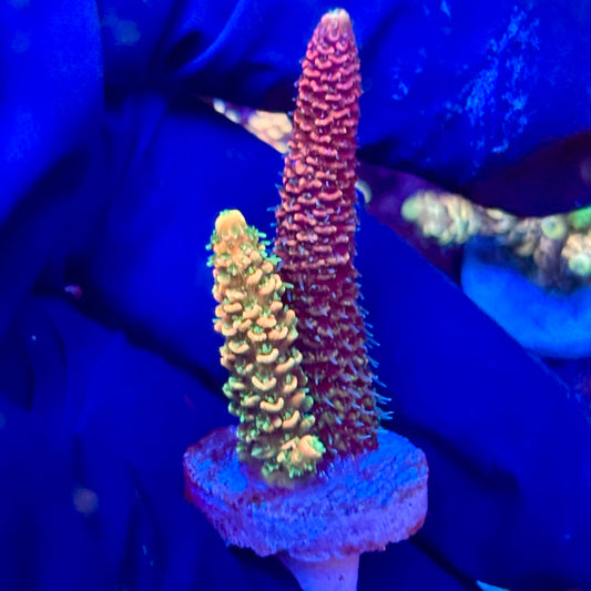 X3-F03-M10 || KFC Solomon Island Millepora SPS Frag WYSIWYG
