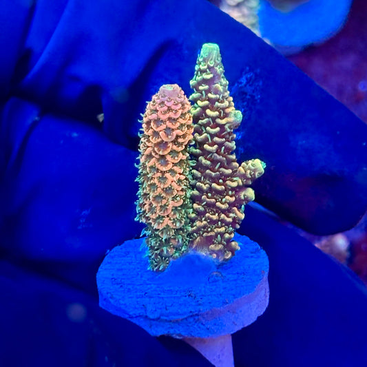 X3-F04-M10 || KFC Solomon Island Millepora SPS Frag WYSIWYG