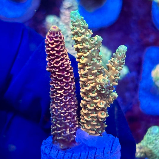 X3-F05-M10 || KFC Solomon Island Millepora SPS Frag WYSIWYG