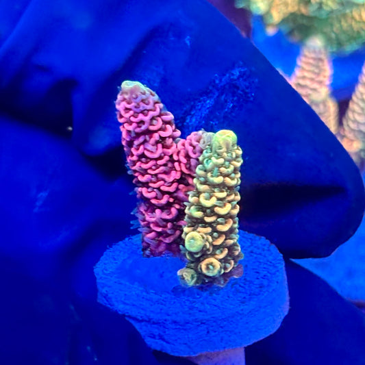 X3-F06-M10 || KFC Solomon Island Millepora SPS Frag WYSIWYG
