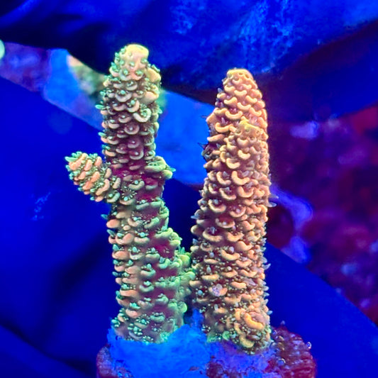 X3-F07-M10 || KFC Solomon Island Millepora SPS Frag WYSIWYG