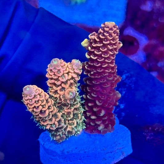 X3-G01-M10 || KFC Solomon Island Millepora SPS Frag WYSIWYG