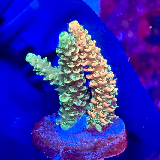 X3-G02-M10 || KFC Solomon Island Millepora SPS Frag WYSIWYG