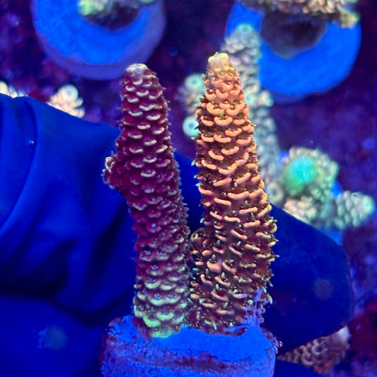 X3-G03-M10 || KFC Solomon Island Millepora SPS Frag WYSIWYG
