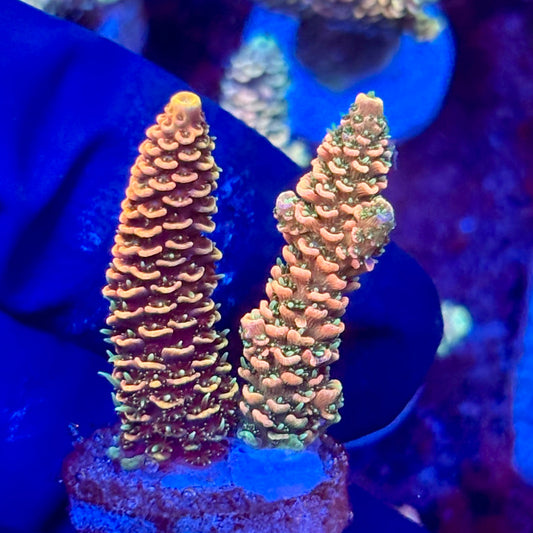 X3-G04-M10 || KFC Solomon Island Millepora SPS Frag WYSIWYG