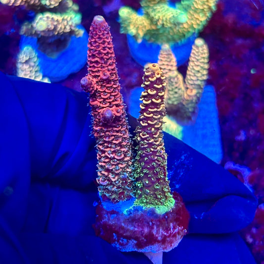 X3-G05-M10 || KFC Solomon Island Millepora SPS Frag WYSIWYG