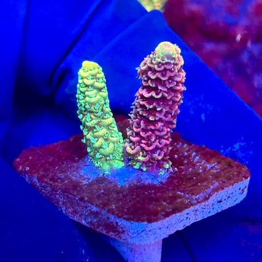 X3-G06-M10 || KFC Solomon Island Millepora SPS Frag WYSIWYG