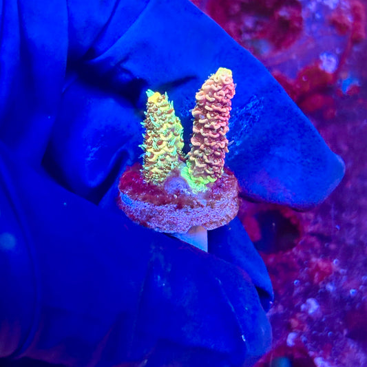 X3-G07-M10 || KFC Solomon Island Millepora SPS Frag WYSIWYG