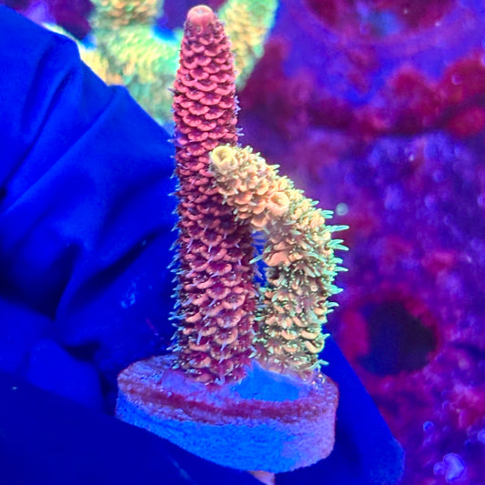 X3-H01-M10 || KFC Solomon Island Millepora SPS Frag WYSIWYG