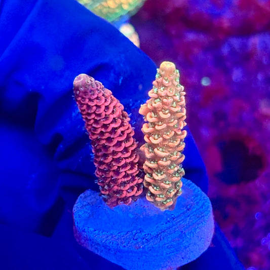 X3-H02-M10 || KFC Solomon Island Millepora SPS Frag WYSIWYG