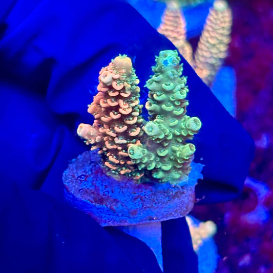 X3-H03-M10 || KFC Solomon Island Millepora SPS Frag WYSIWYG