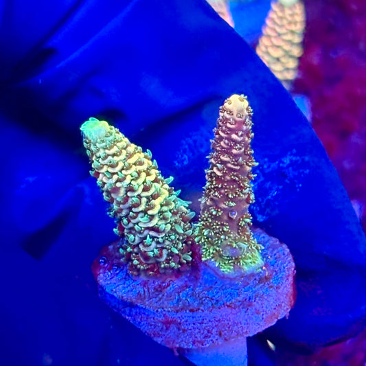 X3-H04-M10 || KFC Solomon Island Millepora SPS Frag WYSIWYG