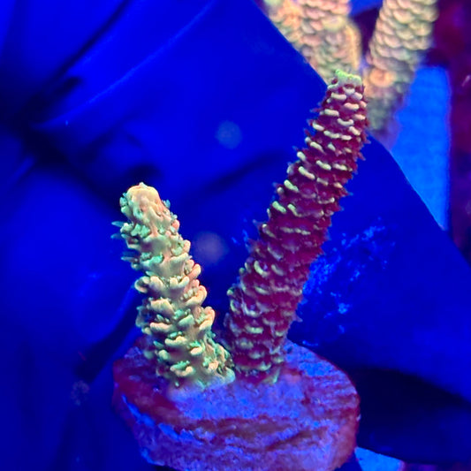 X3-H05-M10 || KFC Solomon Island Millepora SPS Frag WYSIWYG